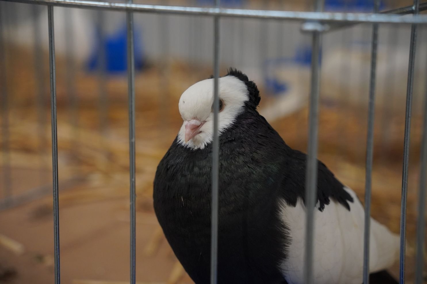 Državna i 49. međunarodna izložba malih životinja Nedelišće (47)