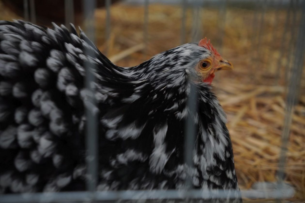 Državna i 49. međunarodna izložba malih životinja Nedelišće (48)