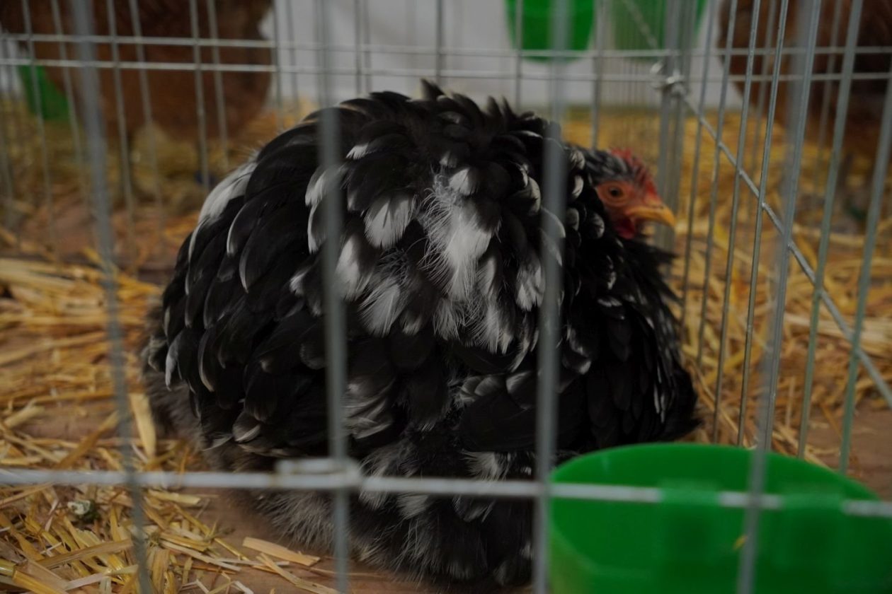 Državna i 49. međunarodna izložba malih životinja Nedelišće (49)