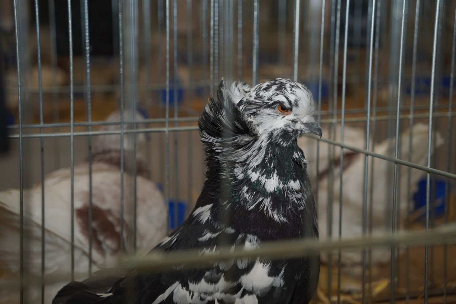 Državna i 49. međunarodna izložba malih životinja Nedelišće (5)