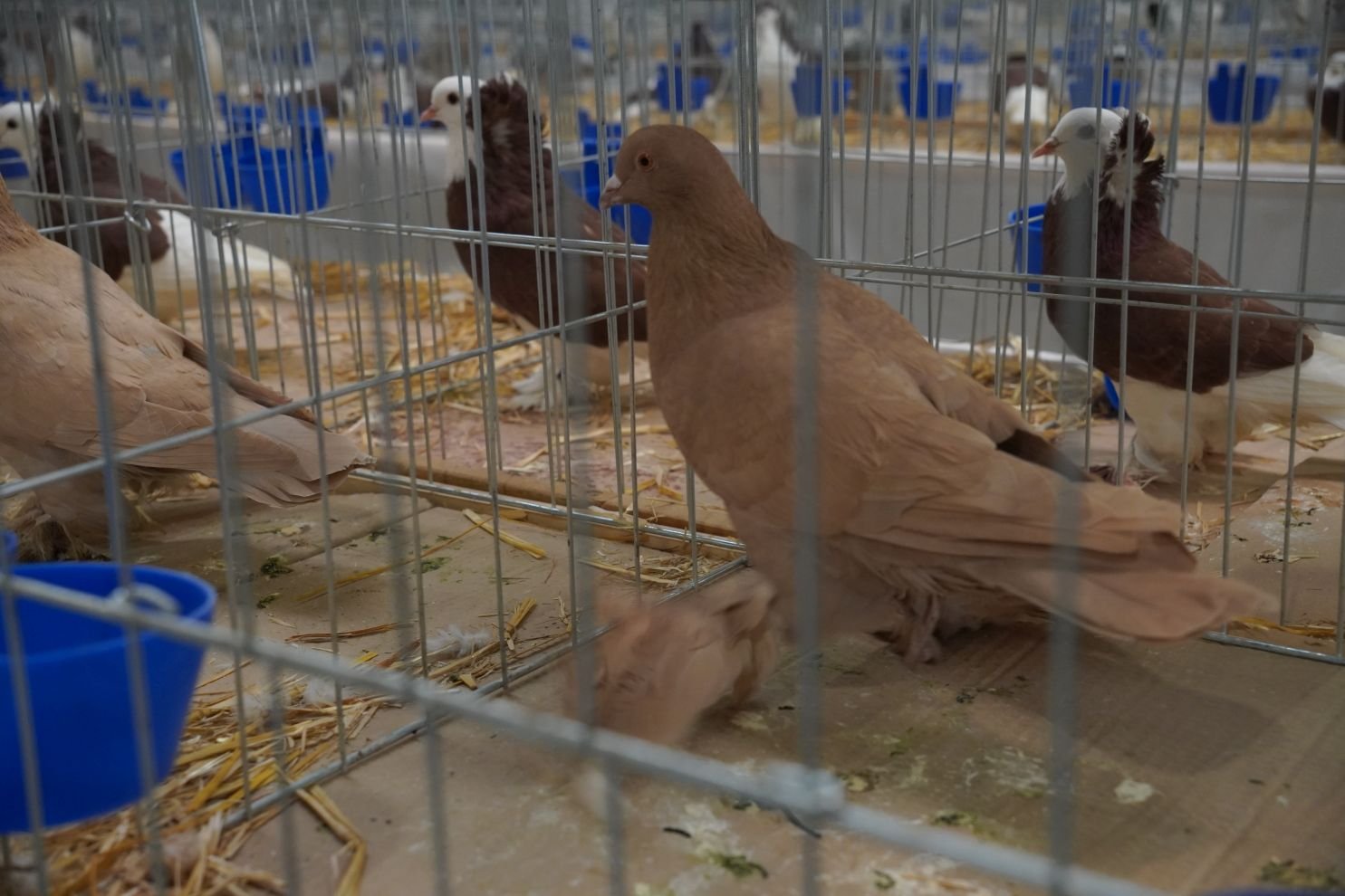 Državna i 49. međunarodna izložba malih životinja Nedelišće (50)