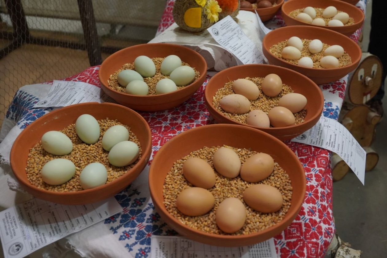 Državna i 49. međunarodna izložba malih životinja Nedelišće (53)