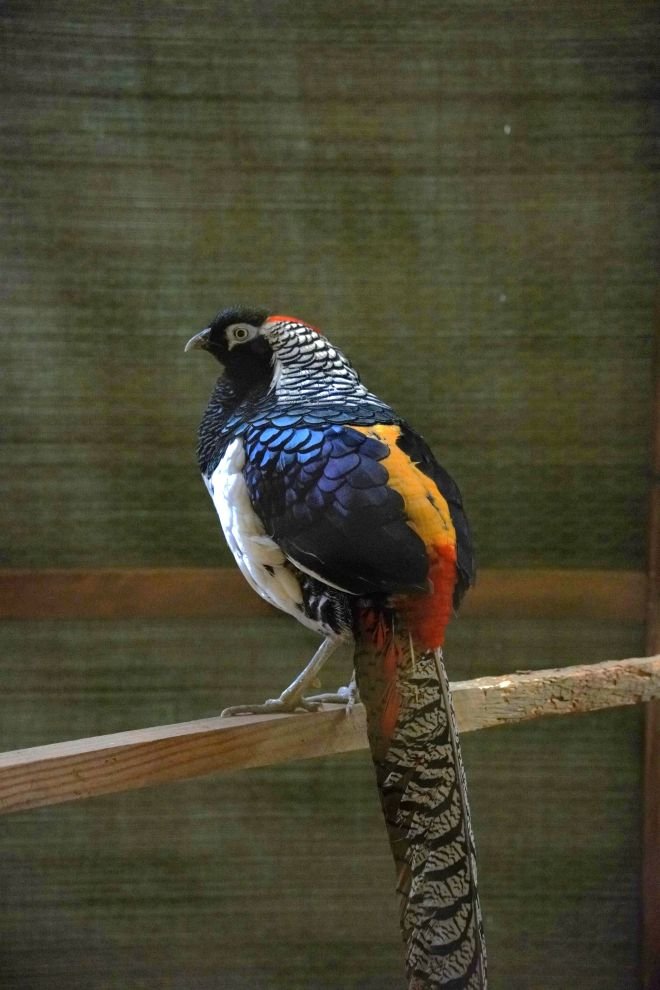 Državna i 49. međunarodna izložba malih životinja Nedelišće (56)