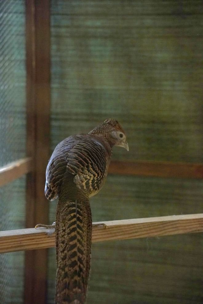 Državna i 49. međunarodna izložba malih životinja Nedelišće (57)