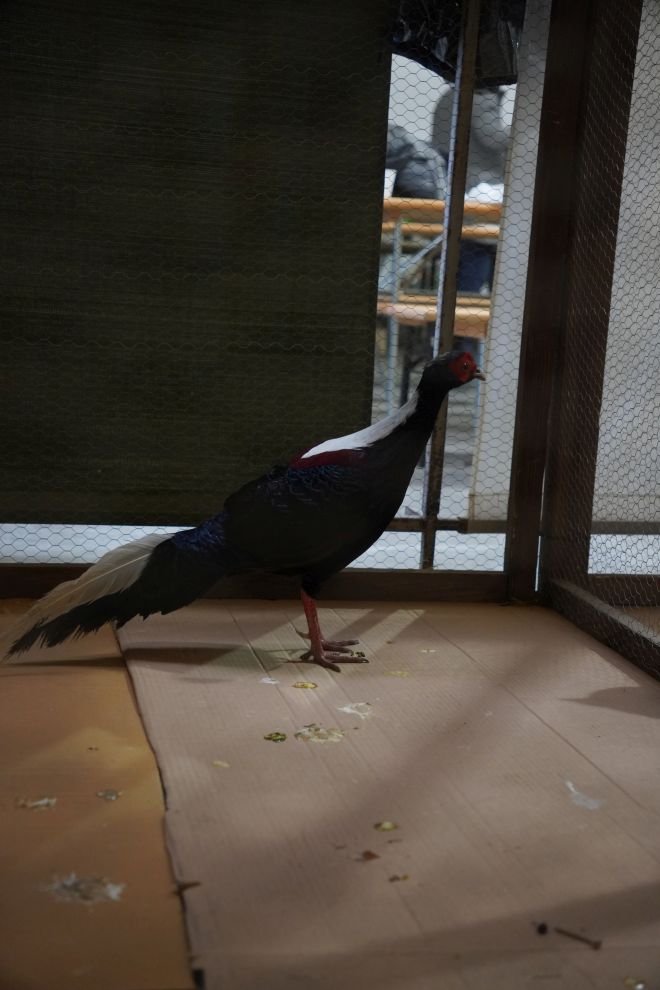 Državna i 49. međunarodna izložba malih životinja Nedelišće (58)