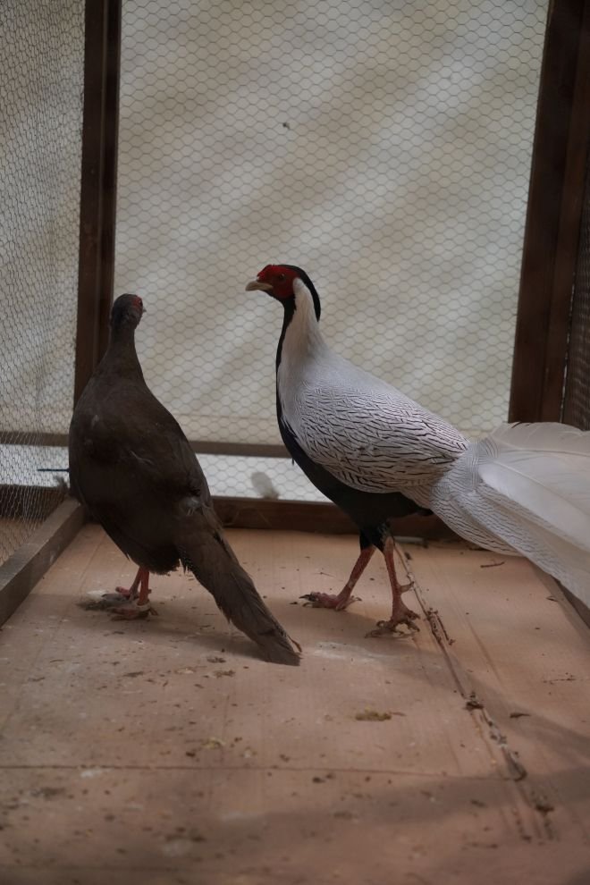 Državna i 49. međunarodna izložba malih životinja Nedelišće (59)