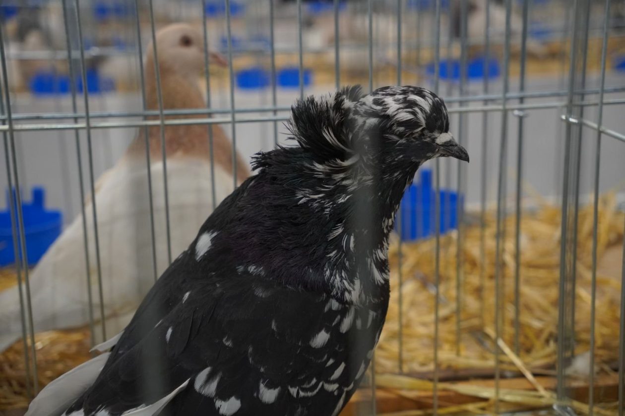 Državna i 49. međunarodna izložba malih životinja Nedelišće (66)