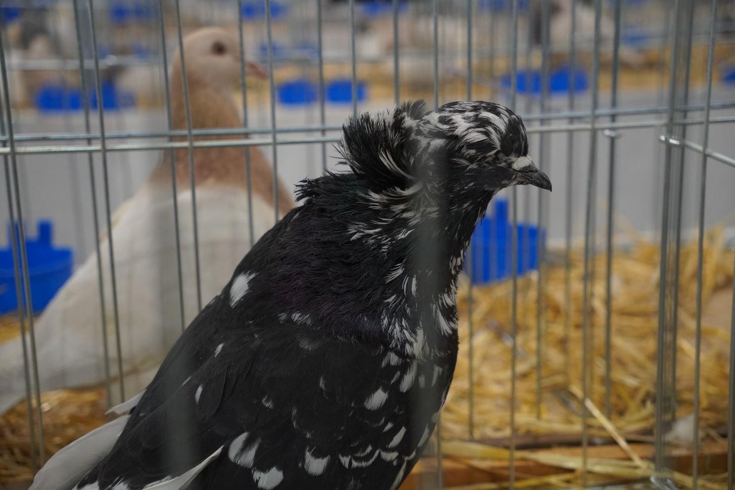 Državna i 49. međunarodna izložba malih životinja Nedelišće (66)