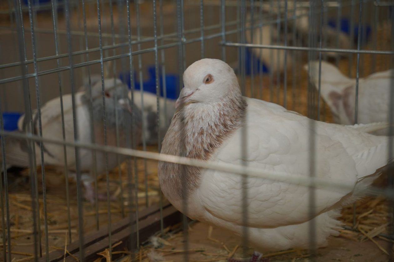 Državna i 49. međunarodna izložba malih životinja Nedelišće (7)