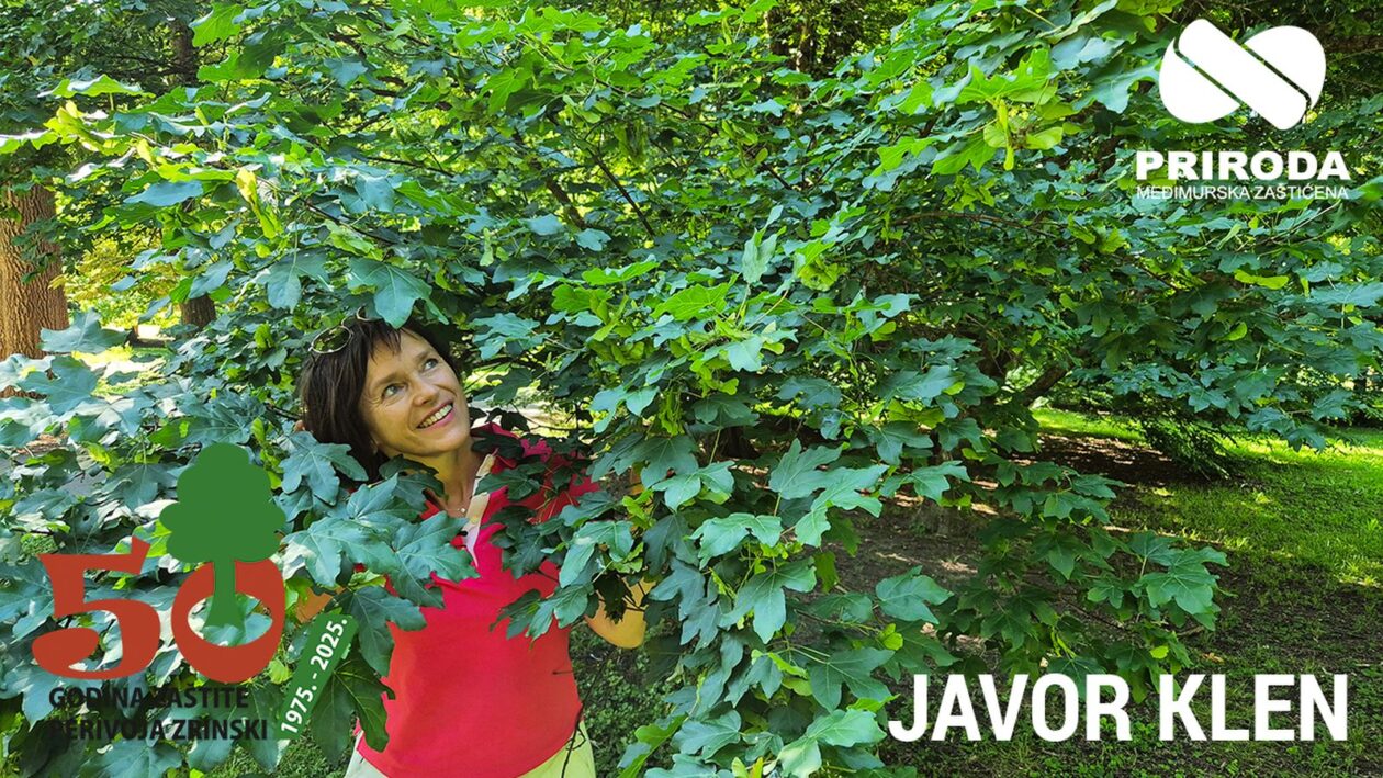 Dunja Bubek – Javor Klen 2025 (4)