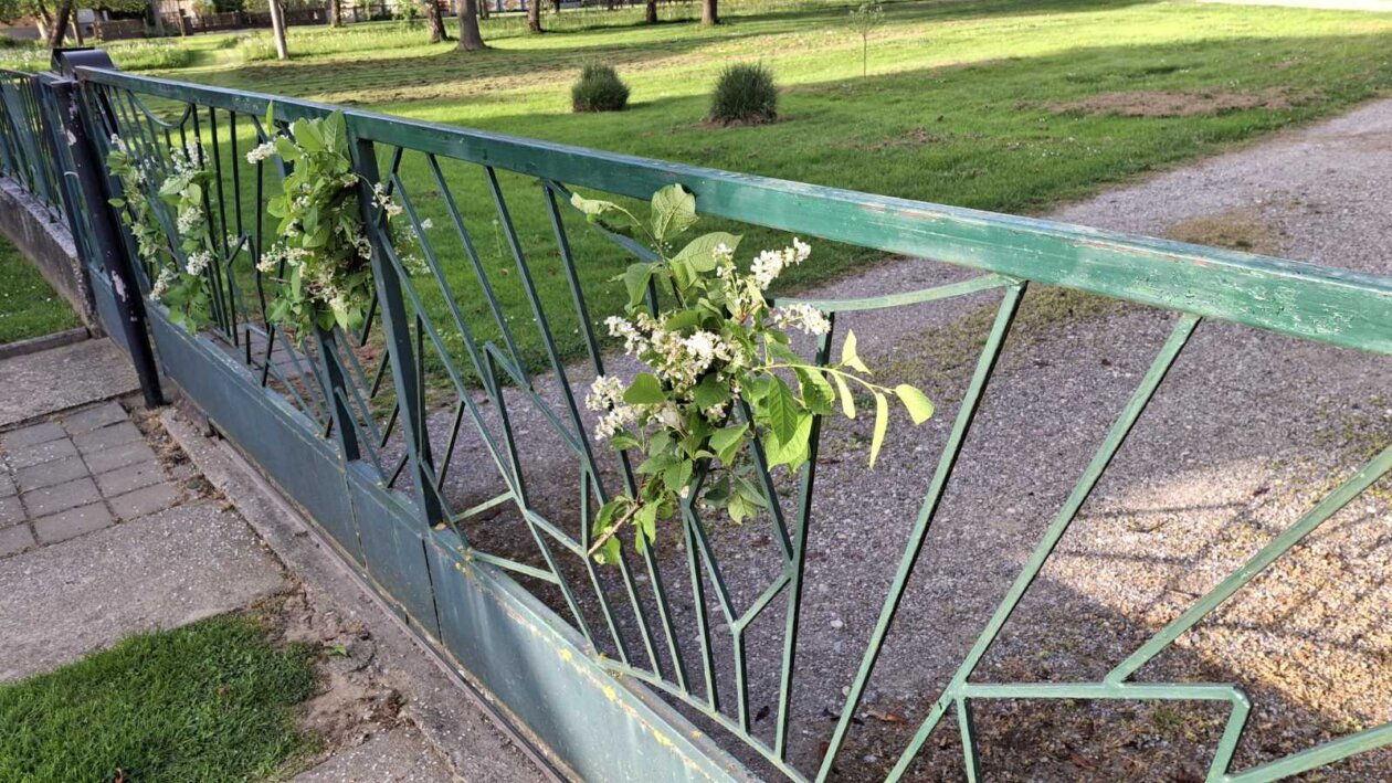 Đurđevdan, jorgovani, dekoracije 2025 (5)