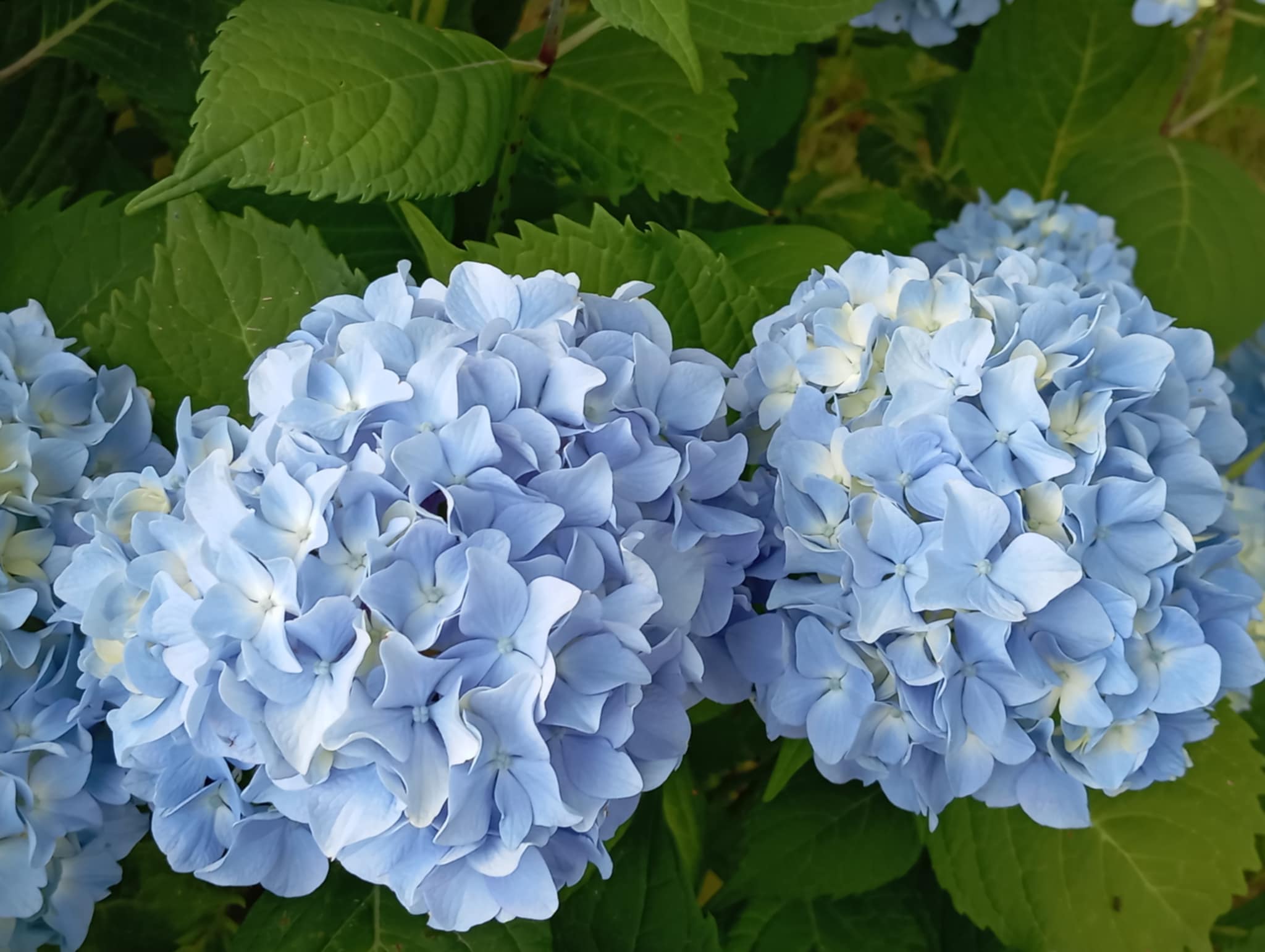 Đurđica Novak 5 Đurđica Novak 5