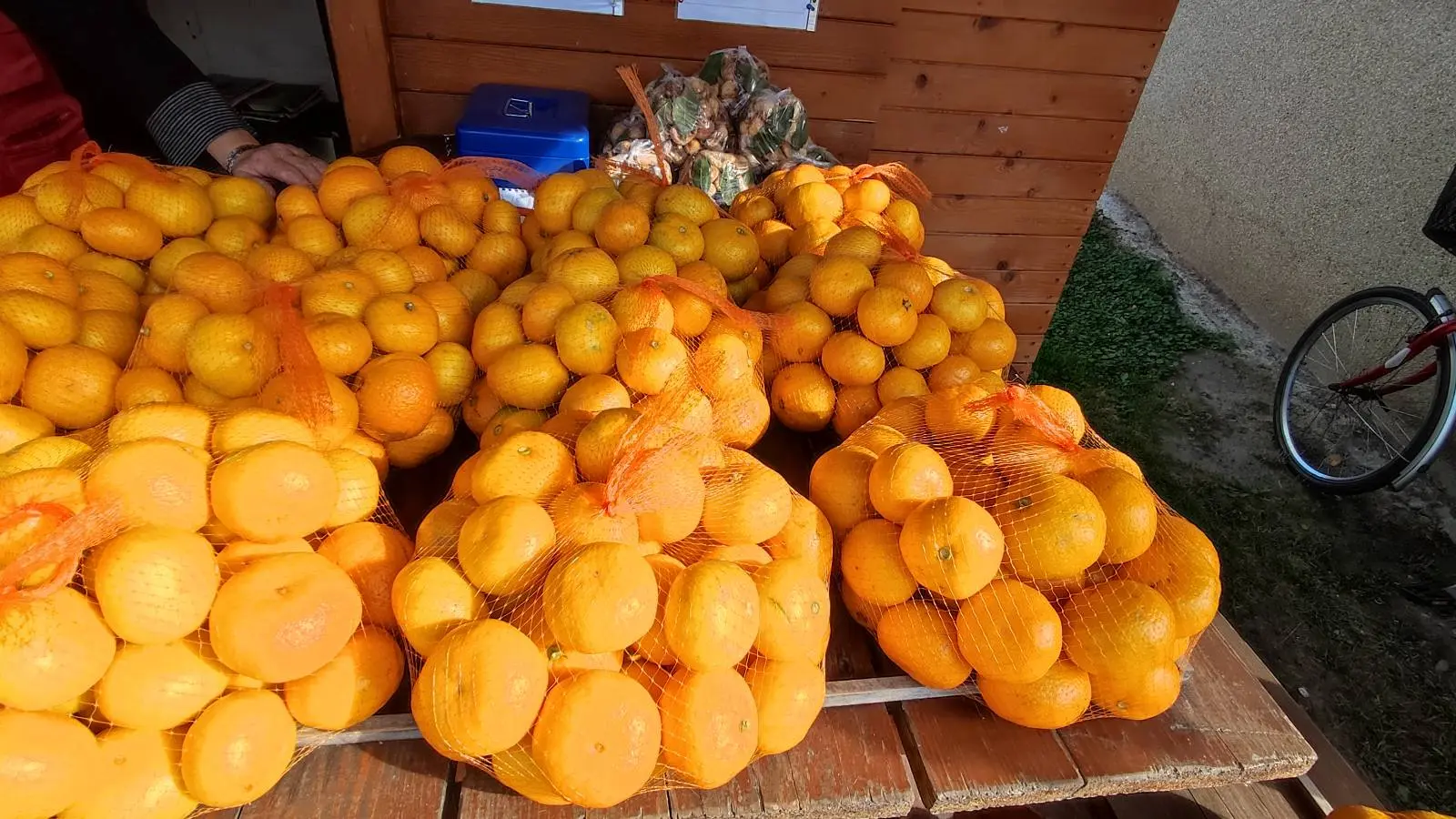 Đurđica Sačer (6)