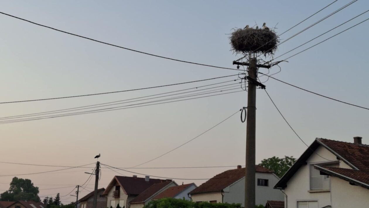 Dvije velike i tri male rode u srcu Nedelišća – prizor koji topi srca (2) Dvije velike i tri male rode u srcu Nedelišća – prizor koji topi srca (2)