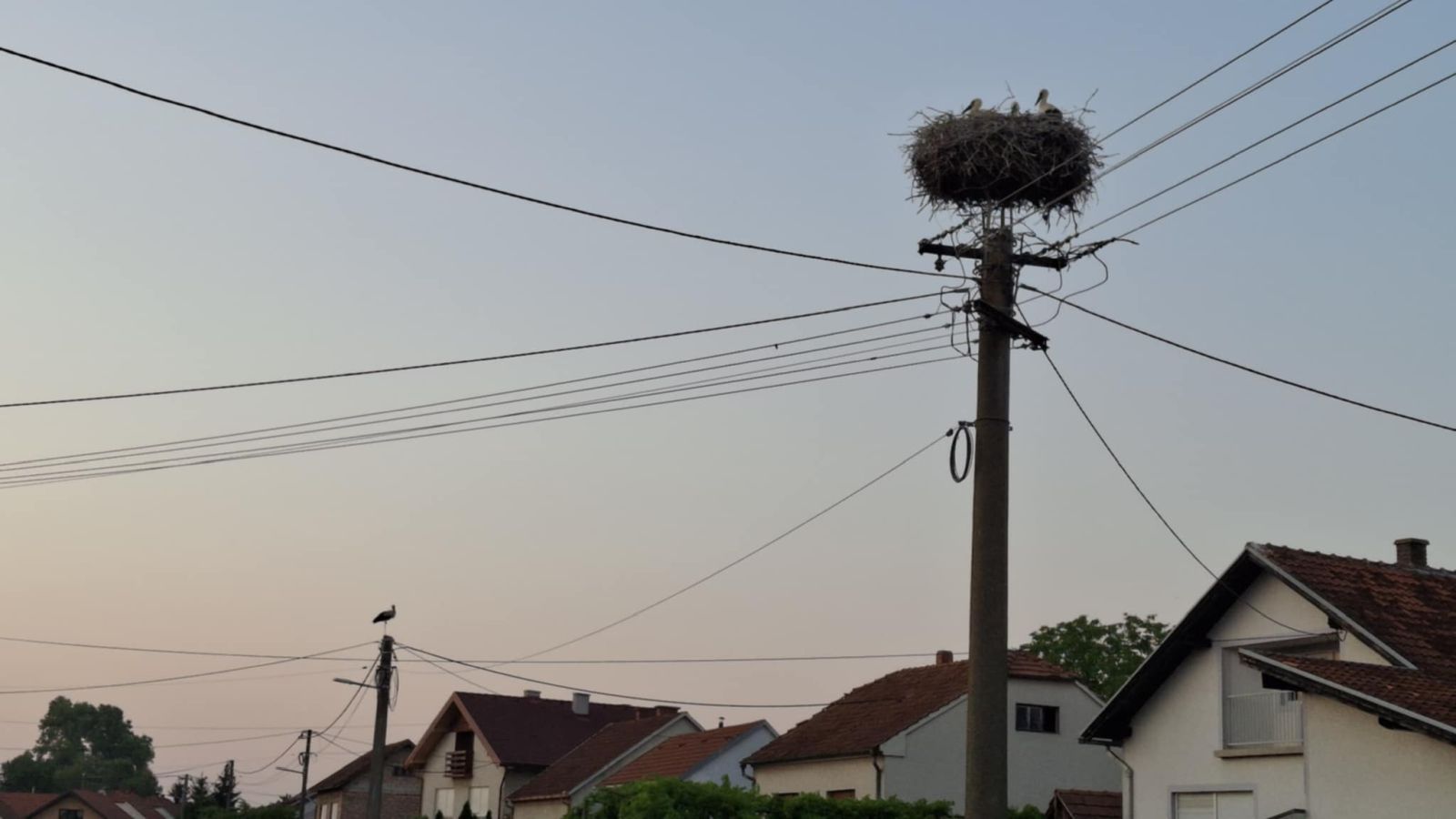 Dvije velike i tri male rode u srcu Nedelišća – prizor koji topi srca (2)