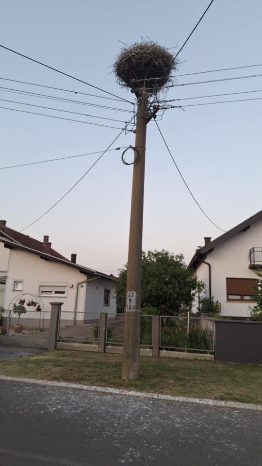 Dvije velike i tri male rode u srcu Nedelišća – prizor koji topi srca (3)