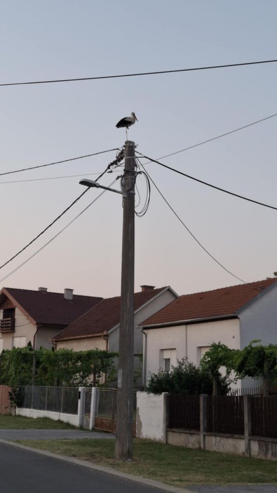 Dvije velike i tri male rode u srcu Nedelišća – prizor koji topi srca (4)