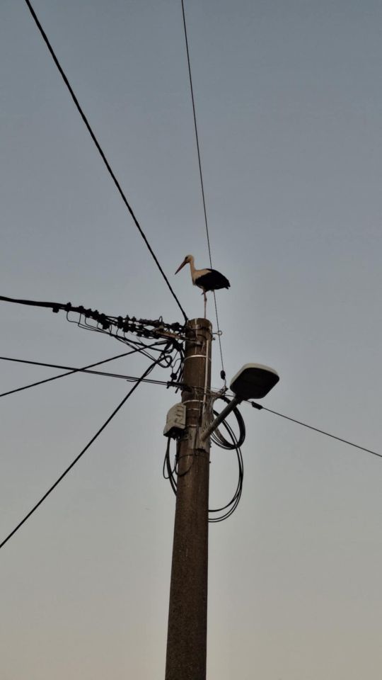 Dvije velike i tri male rode u srcu Nedelišća – prizor koji topi srca (5)