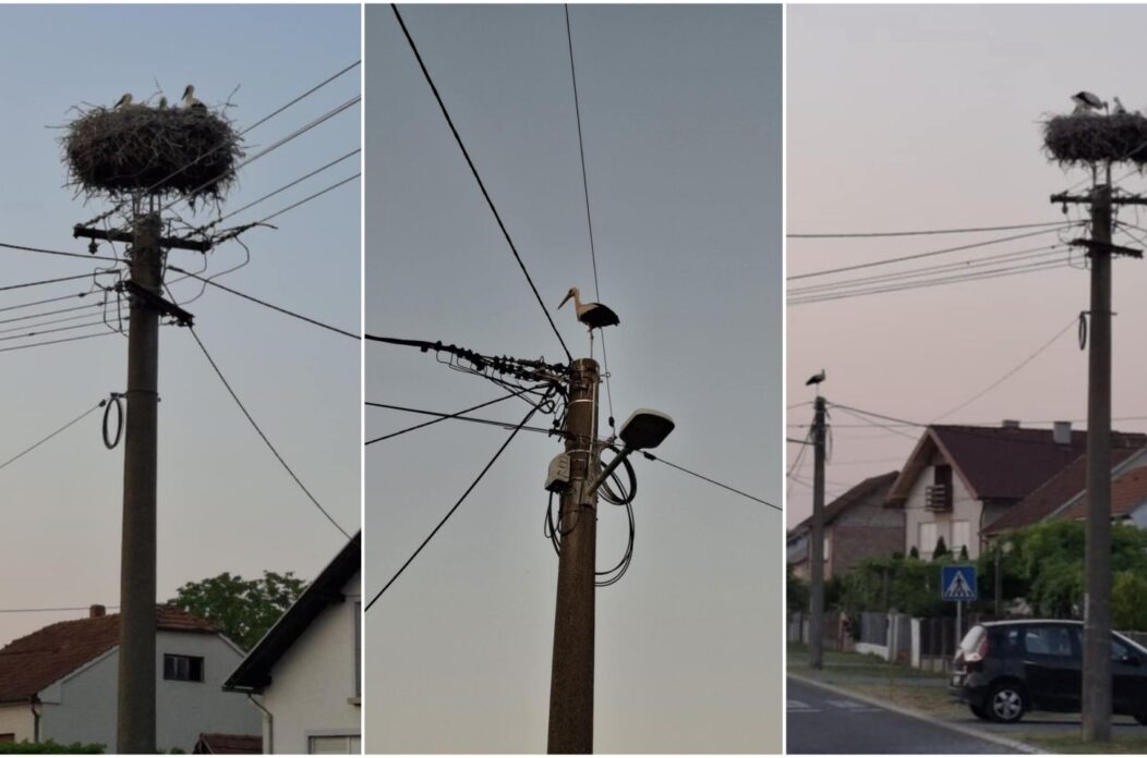 Dvije velike i tri male rode u srcu Nedelišća – prizor koji topi srca (6)