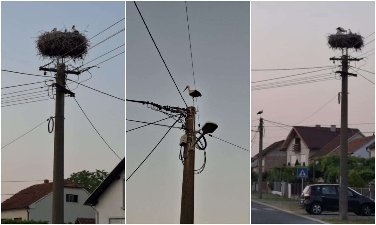 Dvije velike i tri male rode u srcu Nedelišća – prizor koji topi srca (6) Dvije velike i tri male rode u srcu Nedelišća – prizor koji topi srca (6)