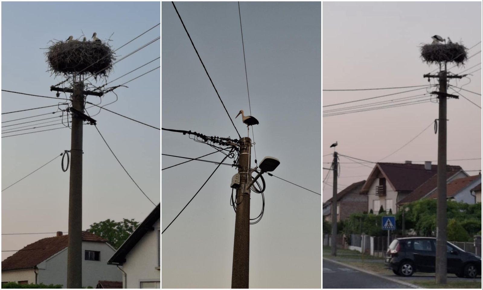 Dvije velike i tri male rode u srcu Nedelišća – prizor koji topi srca (6)