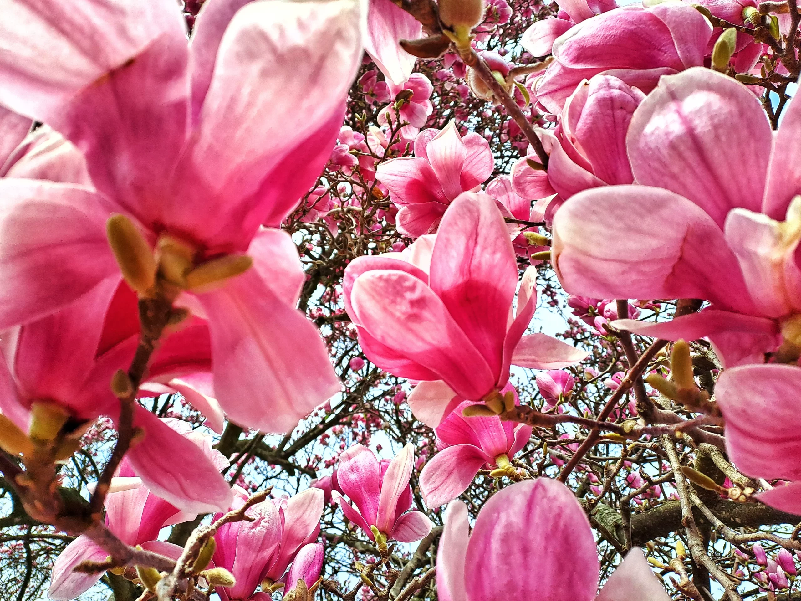 Dvorac Feštetić Pribislavec (2) Dvorac Feštetić Pribislavec (2)