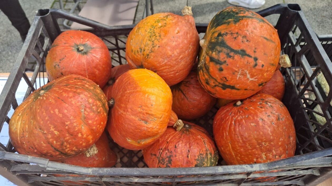 EKO sajam Mala Subotica 30