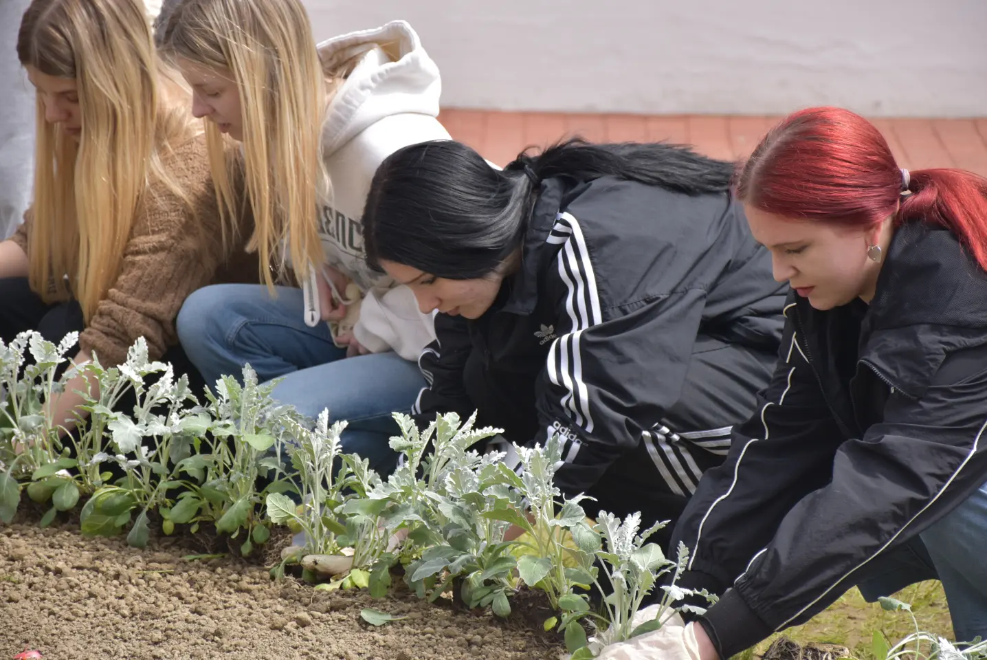 EU dan, sadnja, Pozoj (16)