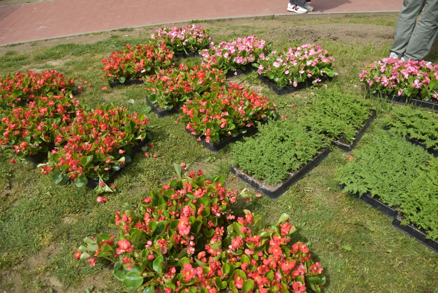 EU dan, sadnja, Pozoj (17)