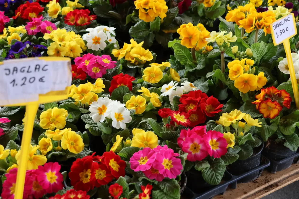 Edo Strbad, tržnica Sveta Marija (1)