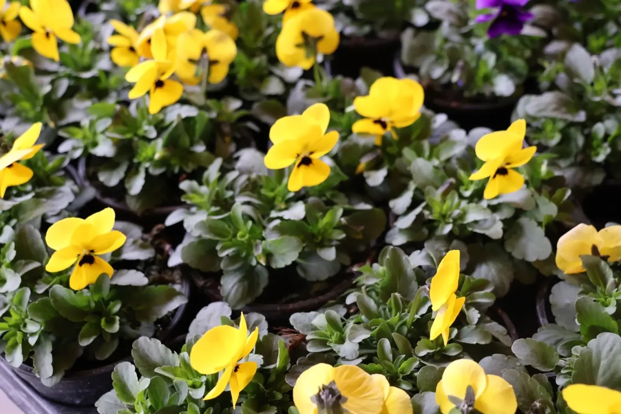 Edo Strbad, tržnica Sveta Marija (10)