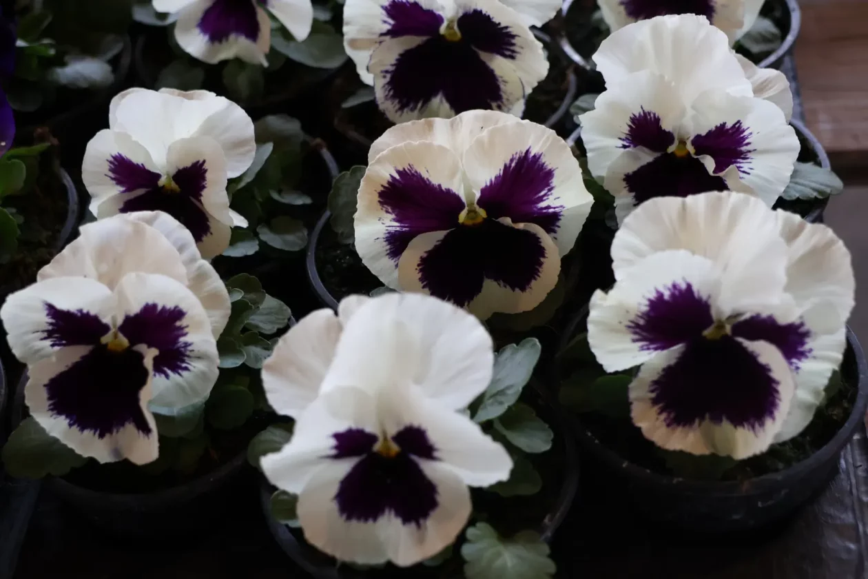 Edo Strbad, tržnica Sveta Marija (11)