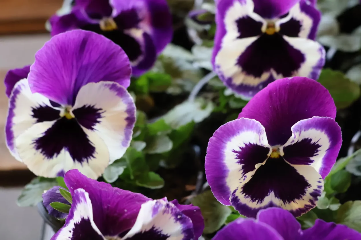 Edo Strbad, tržnica Sveta Marija (12)