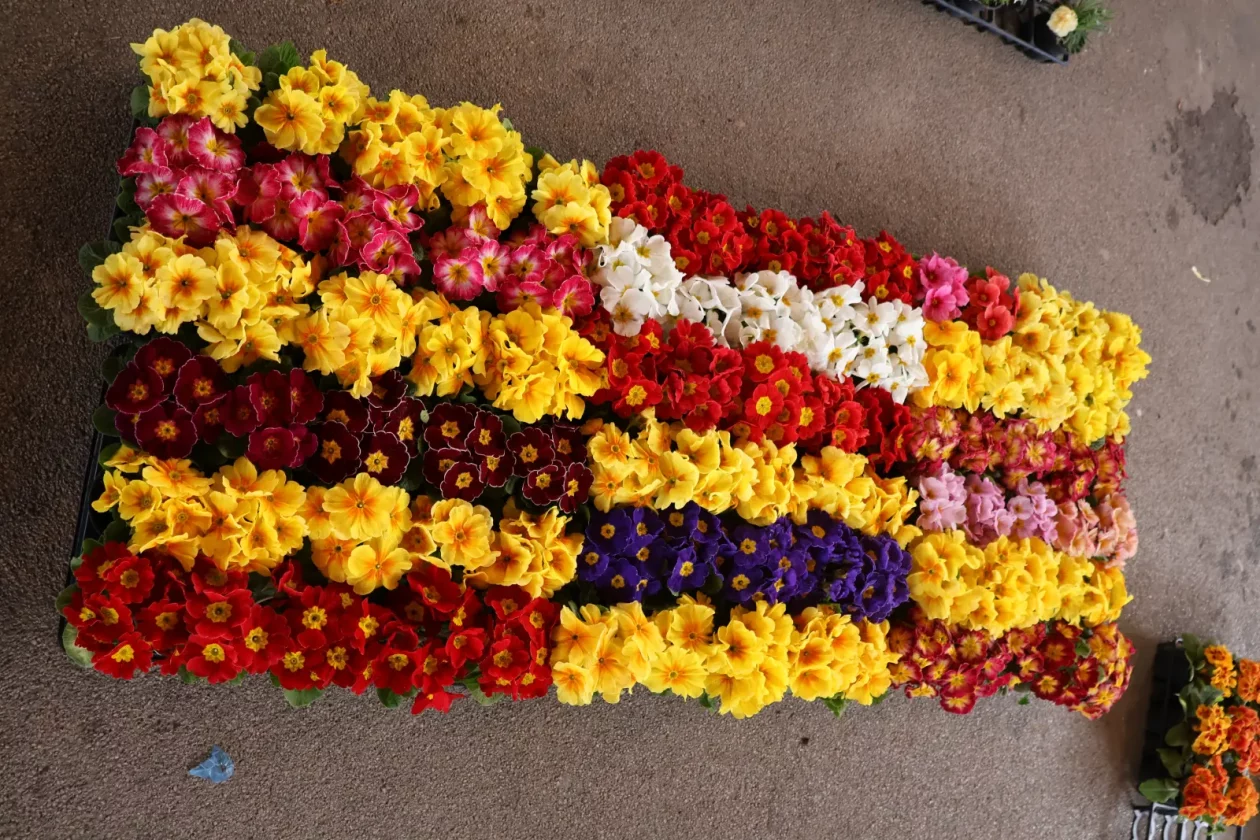 Edo Strbad, tržnica Sveta Marija (2)