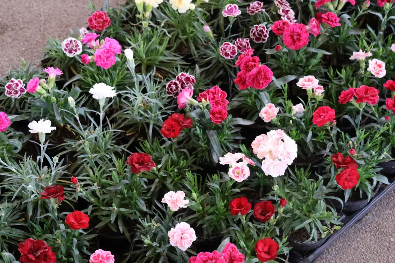 Edo Strbad, tržnica Sveta Marija (3)