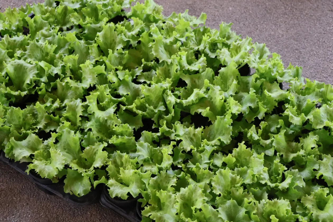 Edo Strbad, tržnica Sveta Marija (4)