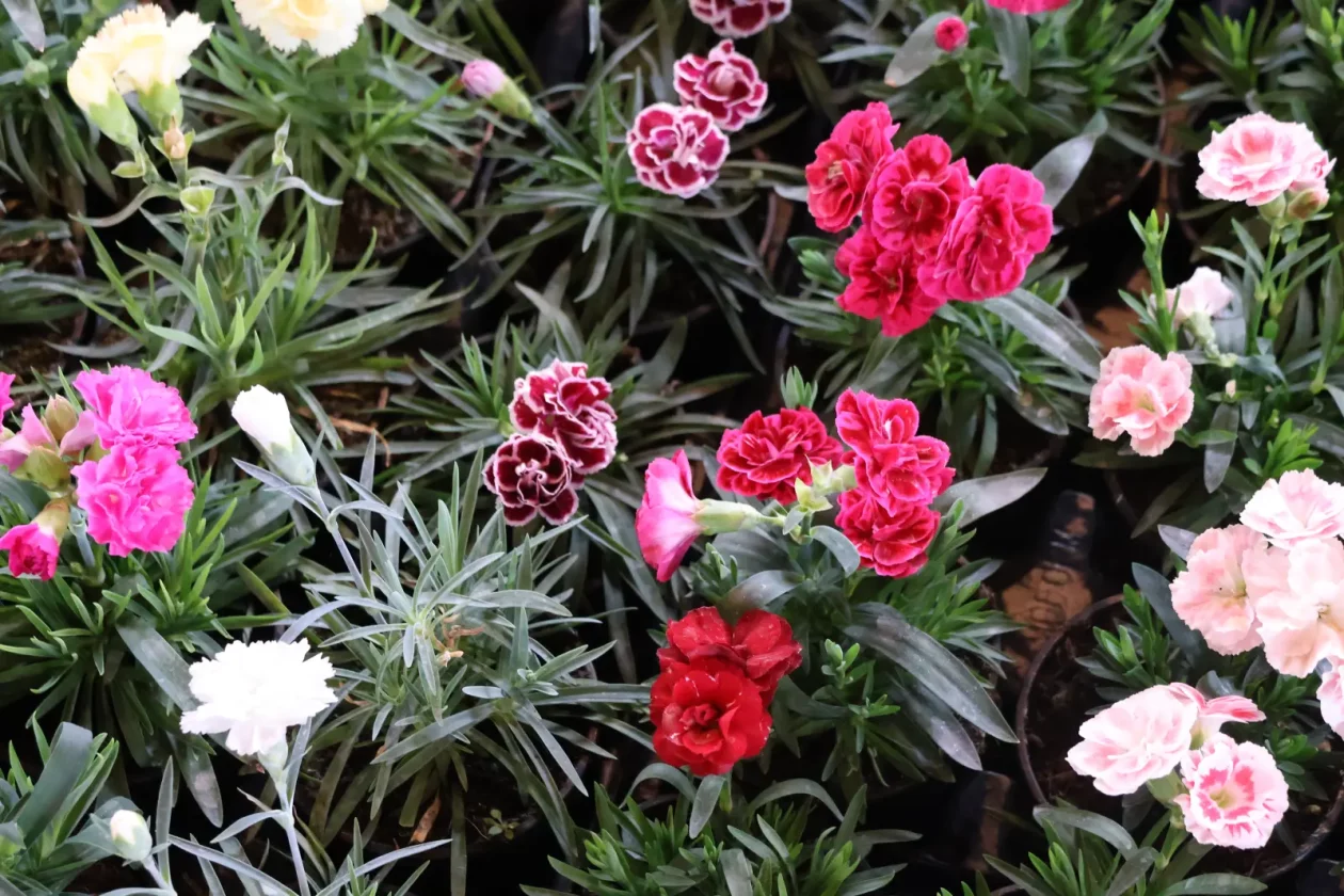 Edo Strbad, tržnica Sveta Marija (5)