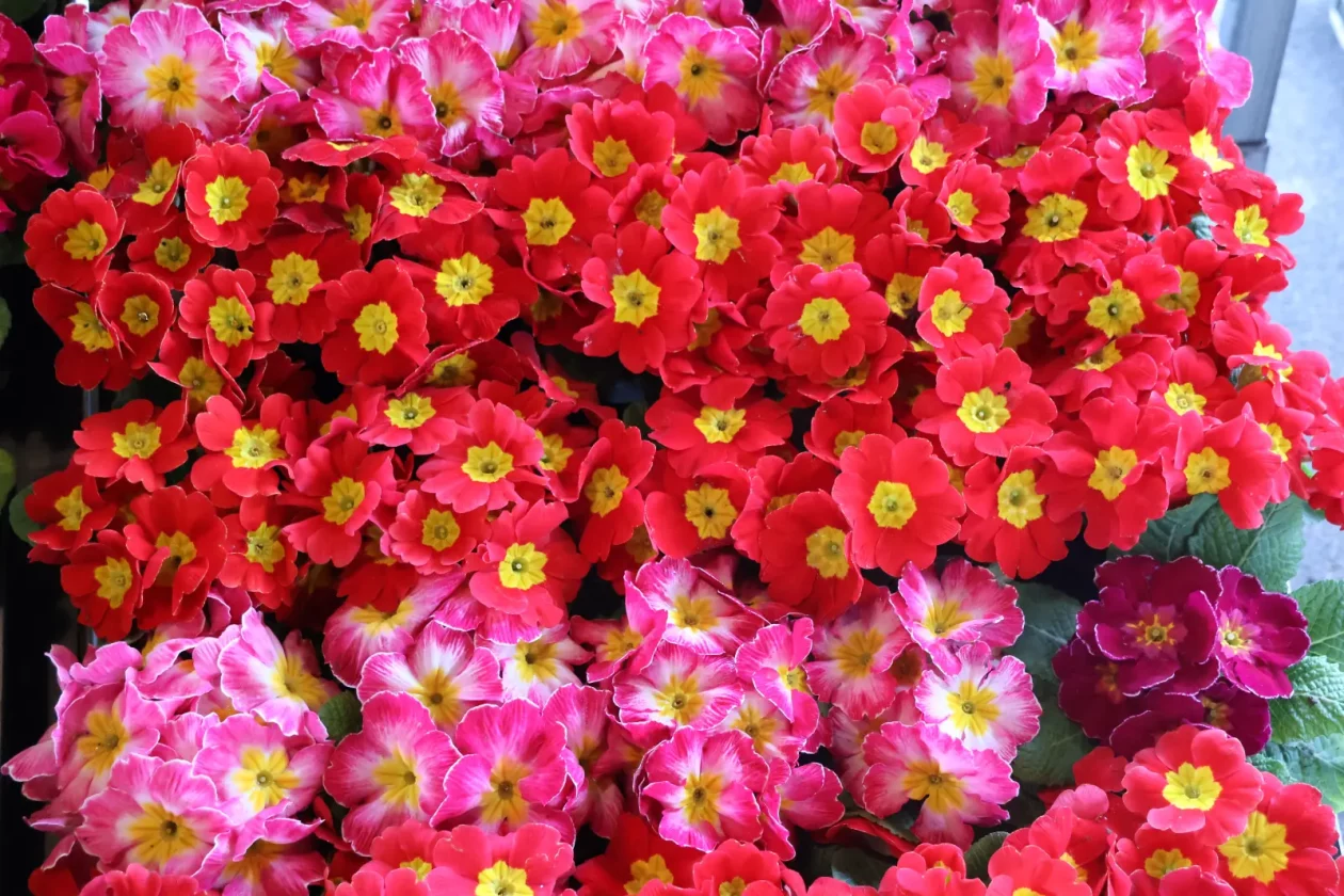 Edo Strbad, tržnica Sveta Marija (6)