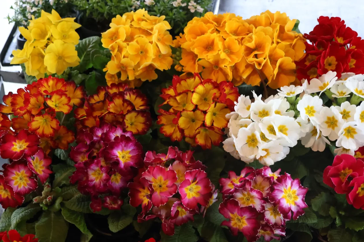 Edo Strbad, tržnica Sveta Marija (7)