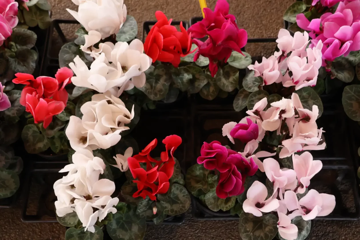 Edo Strbad, tržnica Sveta Marija (8)