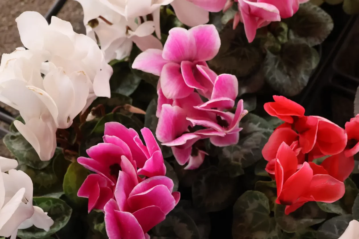 Edo Strbad, tržnica Sveta Marija (9)