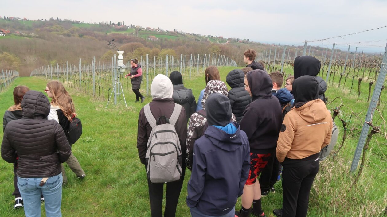 Edukacija na najvišim vinogradima u Međimurju (1)