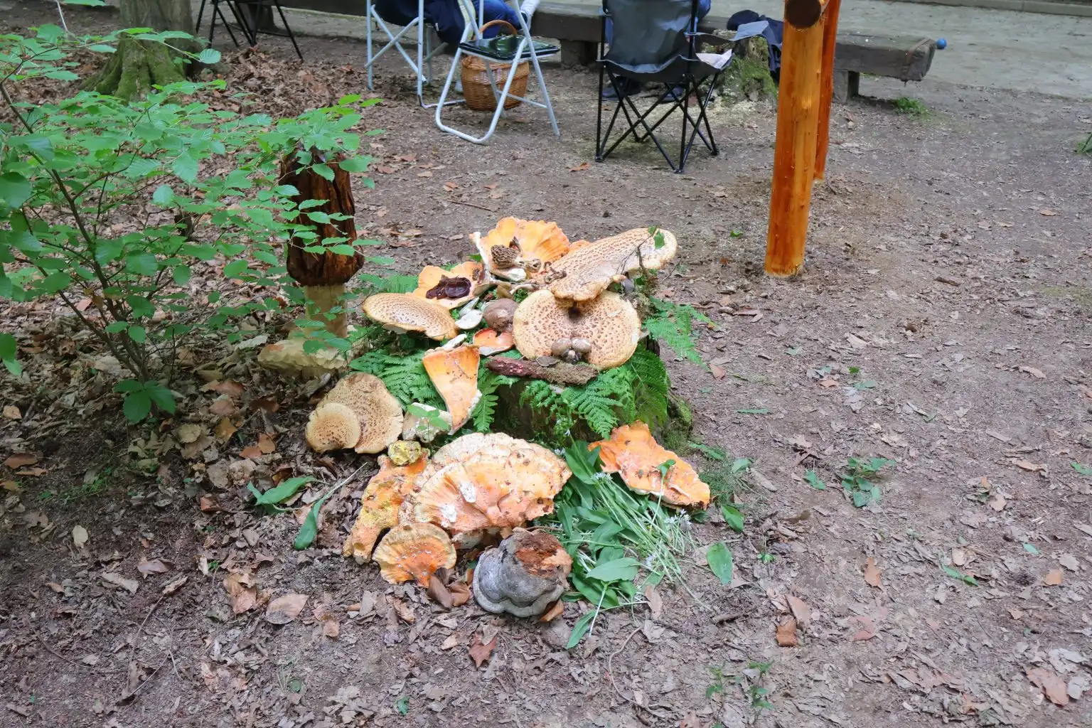 Edukativna gljivarska staza u Mačkovcu (8)