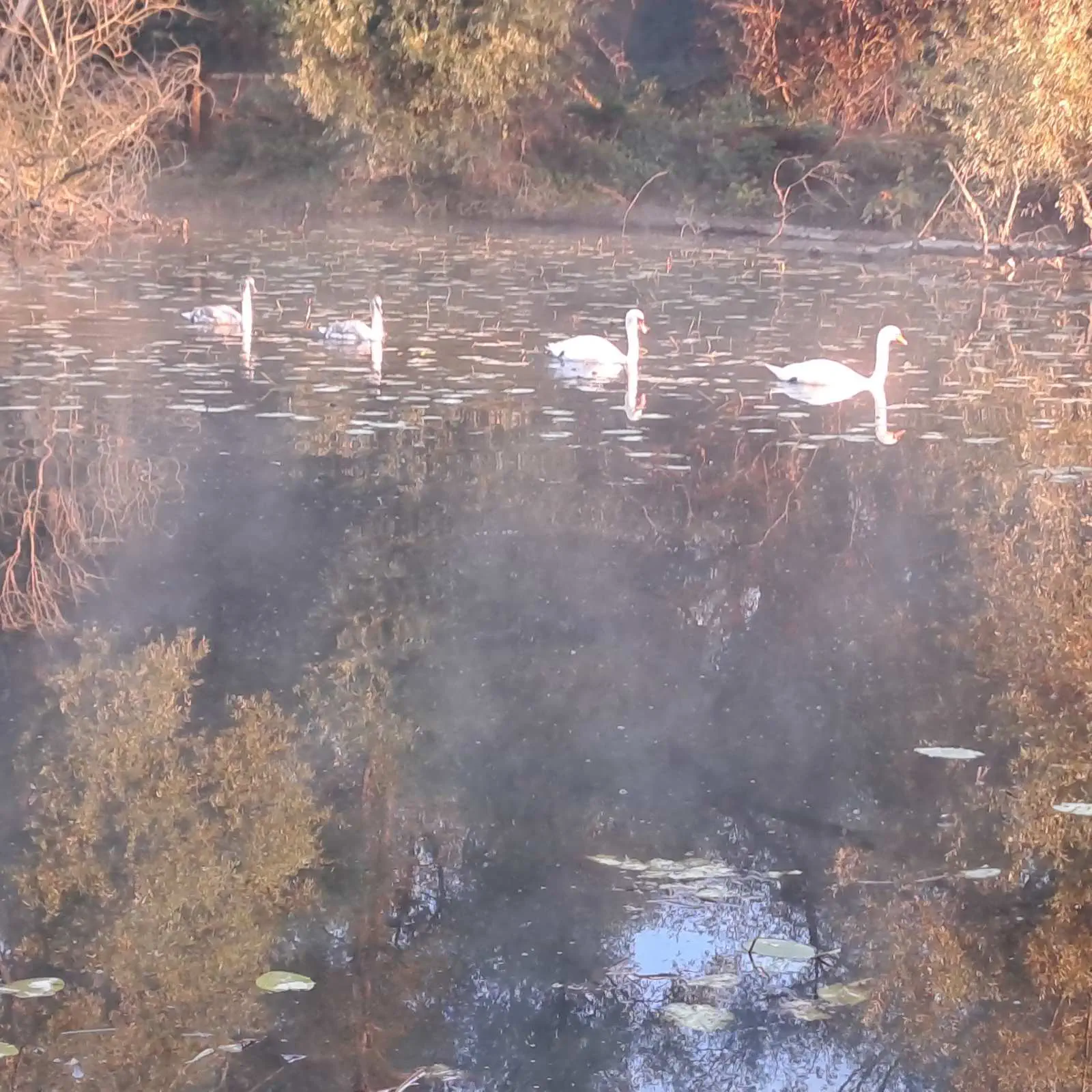 FEEDER RIBOLOV Natjecanja 1. i 2. Međimurske lige održana na Retenciji Selnica i Staroj Muri (14) FEEDER RIBOLOV Natjecanja 1. i 2. Međimurske lige održana na Retenciji Selnica i Staroj Muri (14)