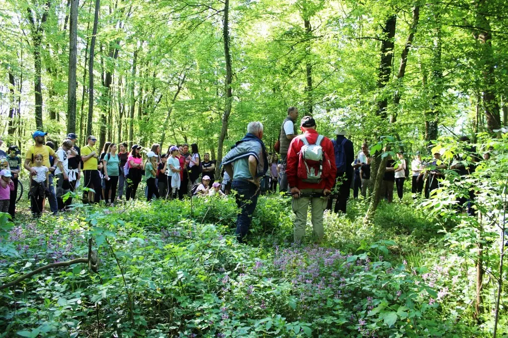 Feštetićeve staze – Brezje šuma šetnja (19)
