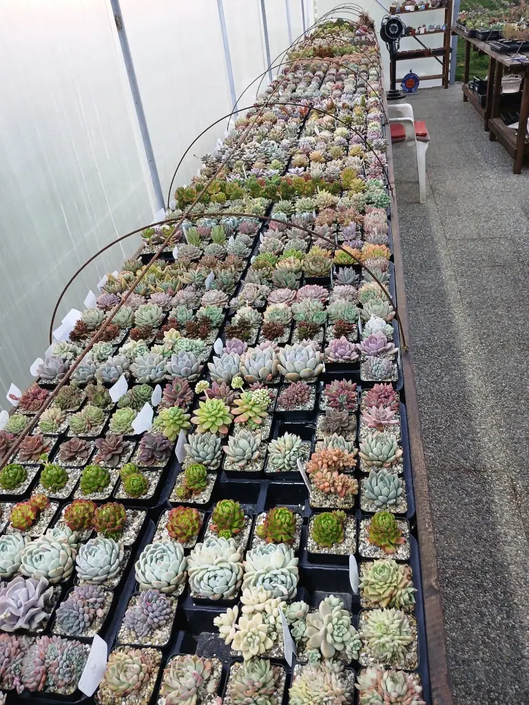 Feštetićeve staze – Brezje šuma šetnja (7)