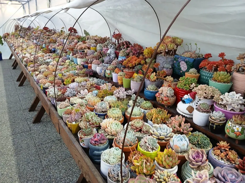 Feštetićeve staze – Brezje šuma šetnja (8)