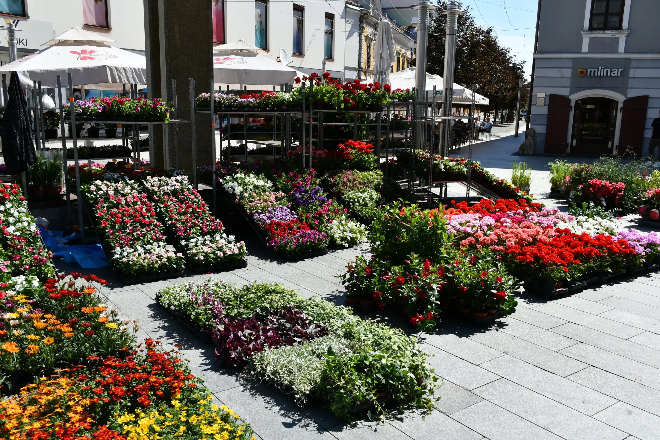 Festival cvijeća i jagoda 2024 (12) Festival cvijeća i jagoda 2024 (12)