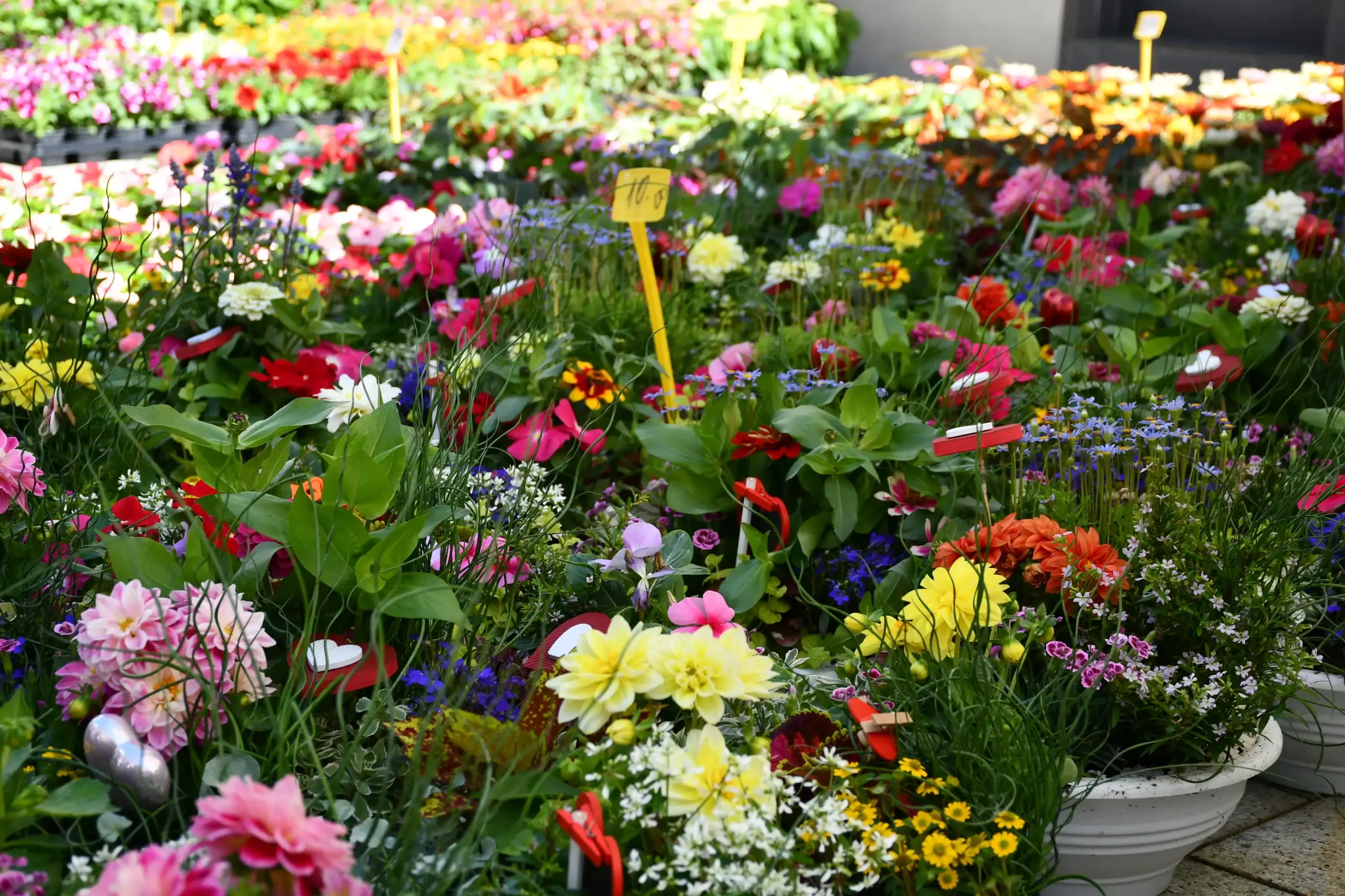 Festival cvijeća i jagoda 2024 (28) Festival cvijeća i jagoda 2024 (28)