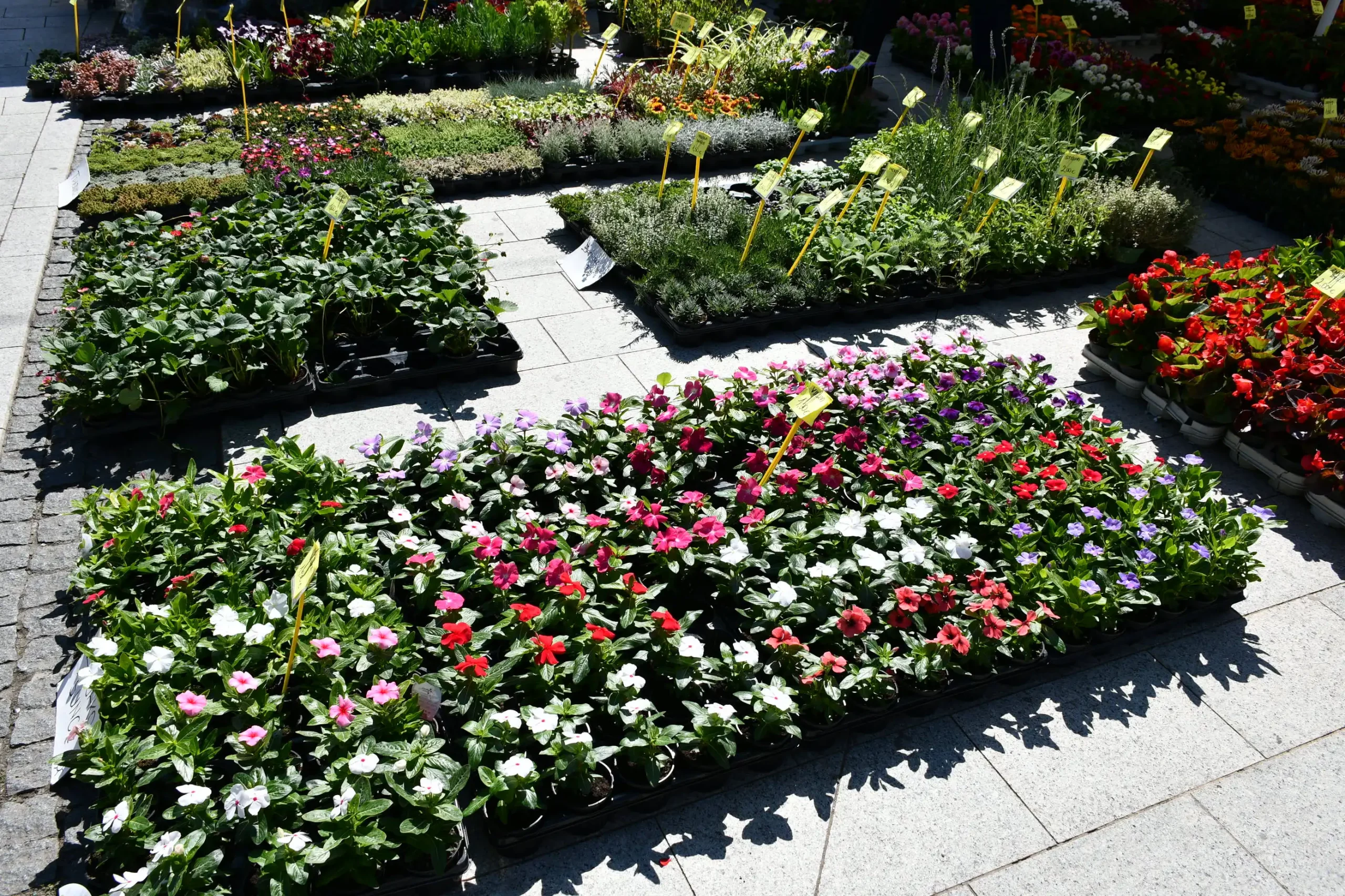 Festival cvijeća i jagoda 2024 (41) Festival cvijeća i jagoda 2024 (41)